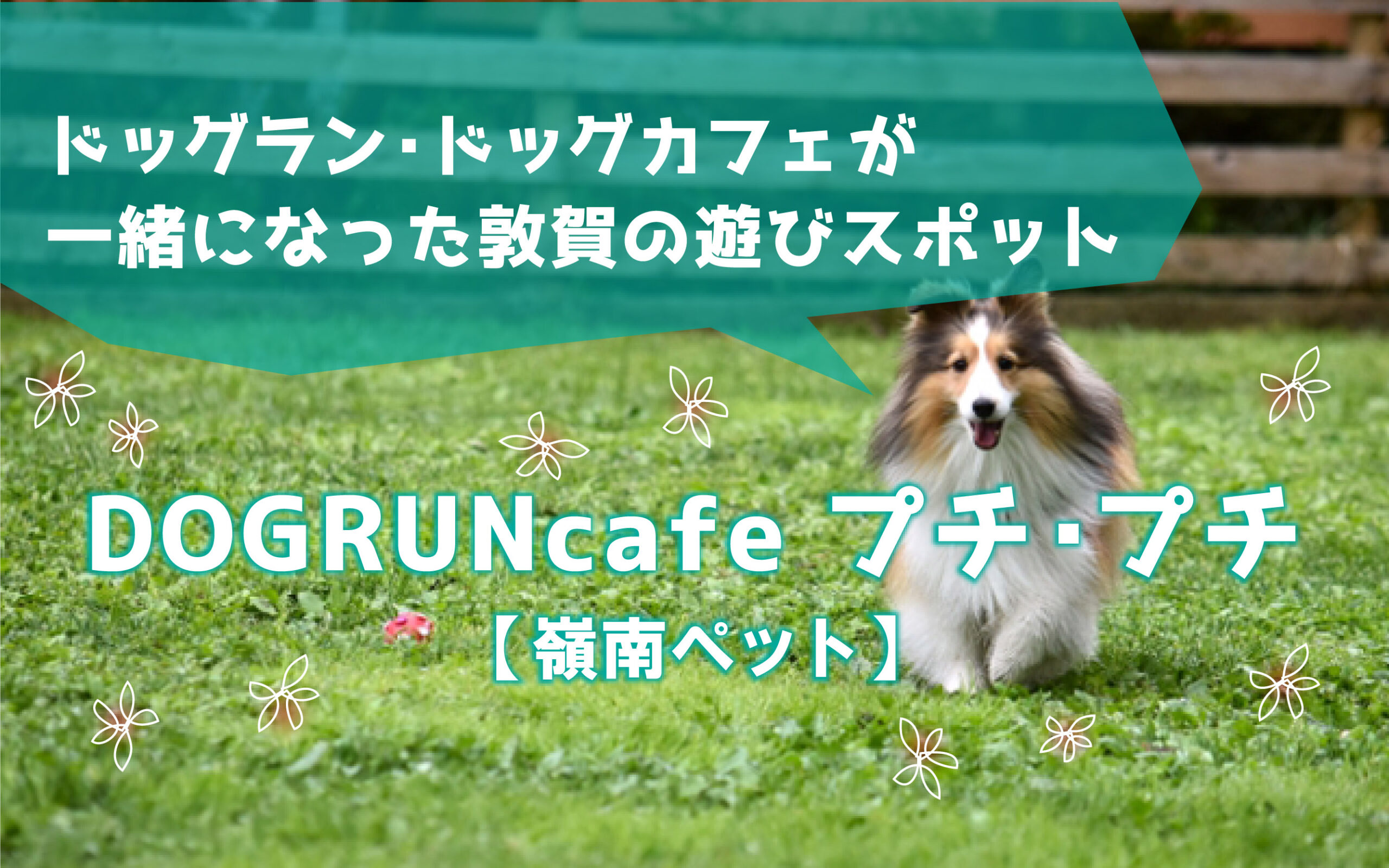 敦賀のドッグラン ドッグカフェが一緒になったお店 Dogruncafe プチ プチ をご紹介 嶺南ペット 嶺南ナウ