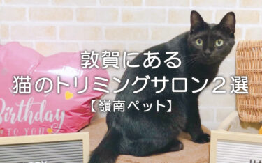 敦賀にある猫のトリミングサロン2選【嶺南ペット】