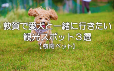 ［敦賀］愛犬と一緒に行きたい観光スポット3選
