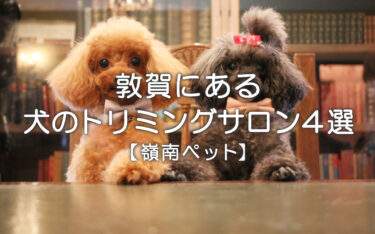 敦賀にある犬のトリミングサロン4選